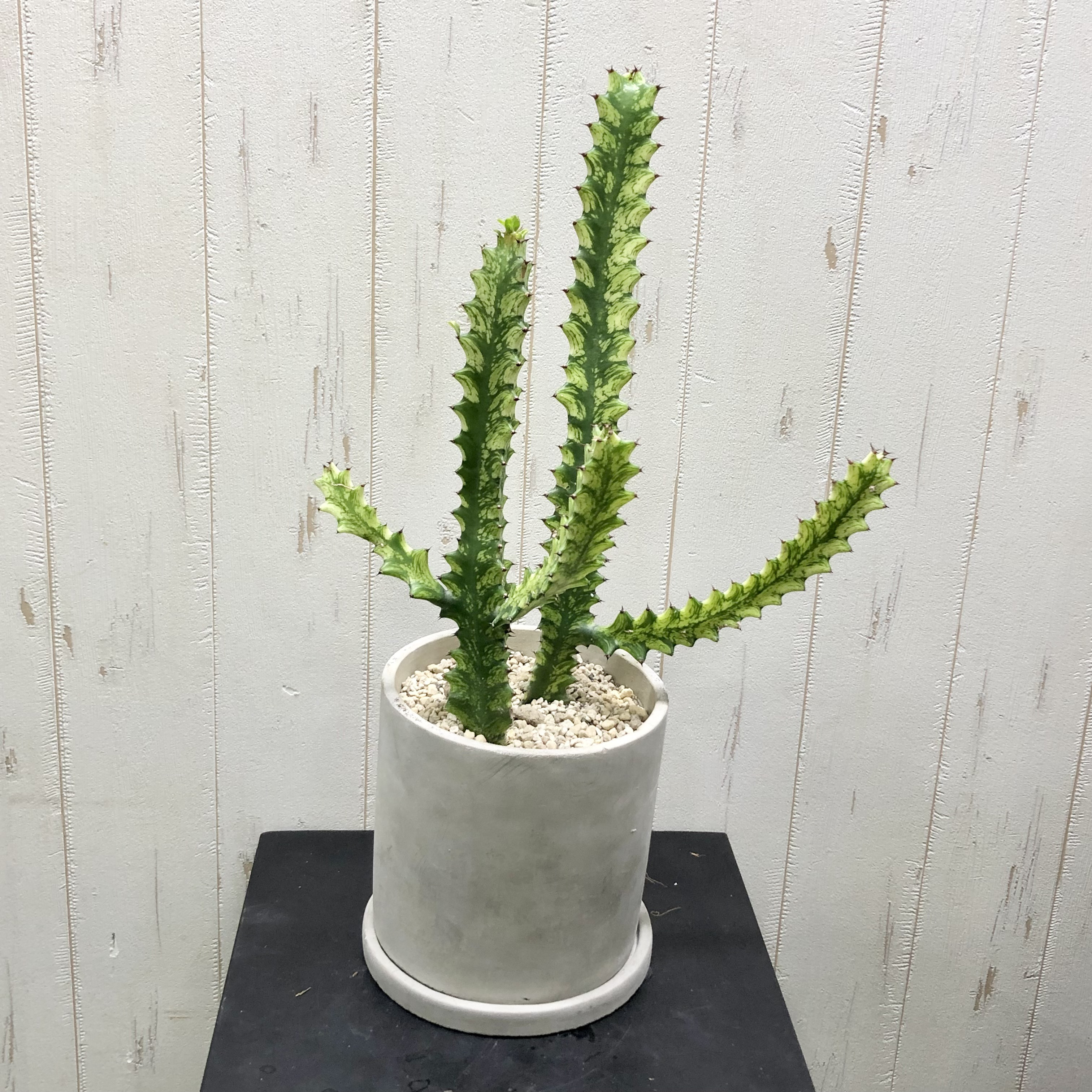 ⭐ユーフォルビア・イエローゴースト⭐ Euphorbia lactea Yellow Ghost【artPLANTs】ユーフォルビア