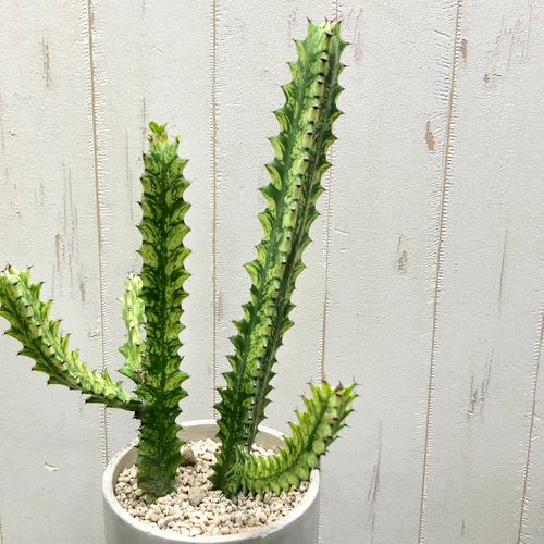 ⭐ユーフォルビア・イエローゴースト⭐ ユーフォルビア イエローゴースト Euphorbia lactea Yellow