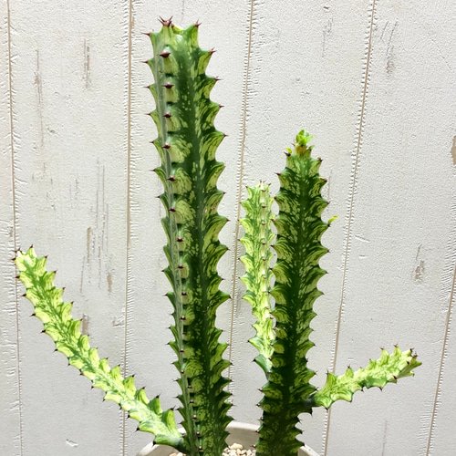 ⭐ユーフォルビア・イエローゴースト⭐ ユーフォルビア イエローゴースト Euphorbia lactea Yellow Ghost
