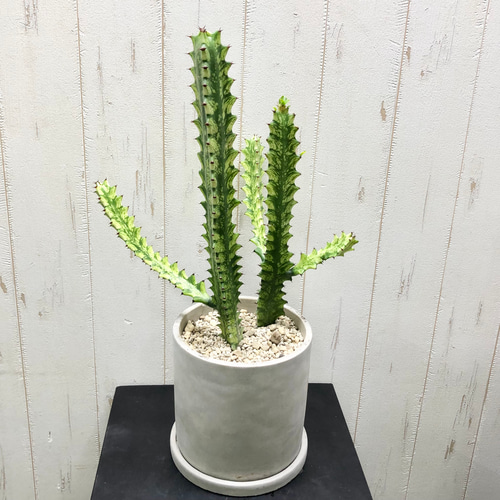 ⭐ユーフォルビア・イエローゴースト⭐ ユーフォルビア・イエローゴースト 4号 - 植物と暮らす m-plant