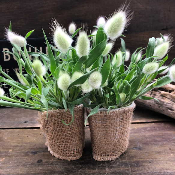 ドライフラワーラグラスバニーテールくすみカラーミックス100本