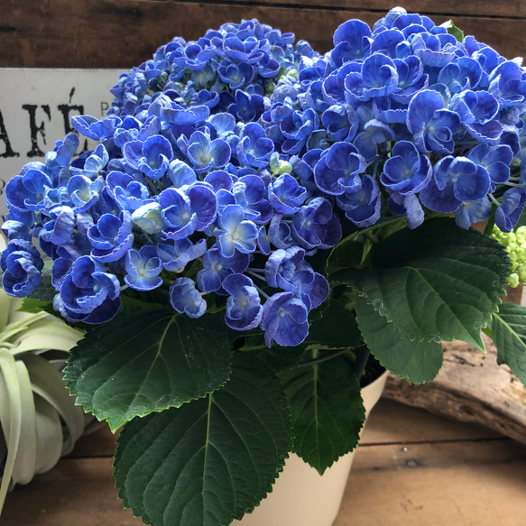 ポップコーン♡アジサイ♡大人気♡弾ける花♡可愛い 2枚目の画像