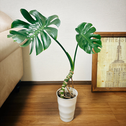 現品］B モンステラ 幹上がり 観葉植物 室内 育てやすい 初心者