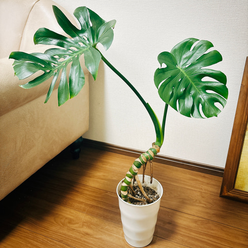現品］B モンステラ 幹上がり 観葉植物 室内 育てやすい 初心者向け