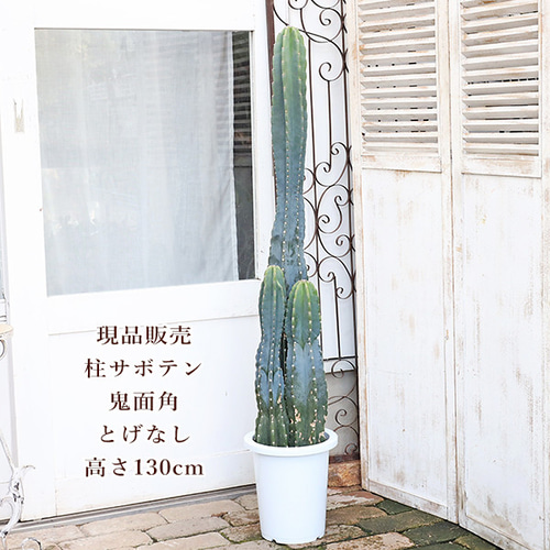 送料無料 現品販売 観葉植物 柱サボテン 3本立ち 鬼面角 8号 送料無料 現品販売 観葉植物 柱サボテン 3本立ち 鬼面角 8号