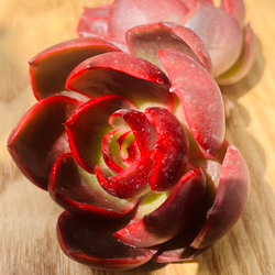 レア美苗!!多肉植物 エケベリア 韓国苗 紅灯(送料込み) 多肉植物