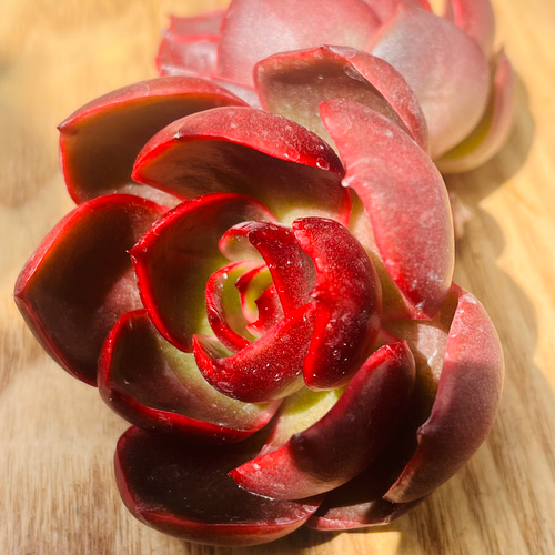 多肉植物　韓国苗　レッドライト　紅灯　大きめ　発根済み 多肉植物 レッドライト 韓国苗 多肉植物 pariʚ❤︎ɞtaniku