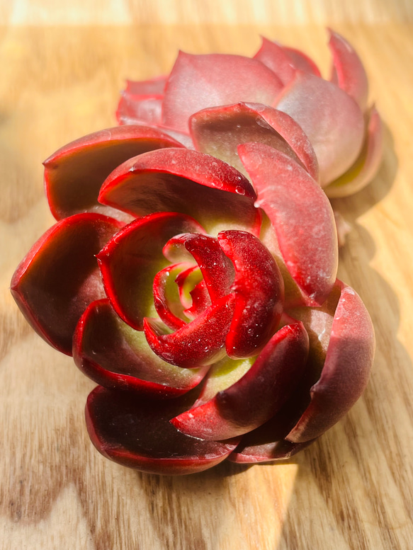 レア美苗!!多肉植物 エケベリア 韓国苗　紅灯(送料込み) 1枚目の画像