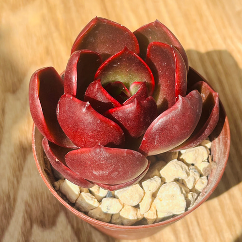 レア美苗!!多肉植物 エケベリア 韓国苗 紅灯(送料込み) 多肉植物