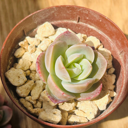 レア!!多肉植物 エケベリア 韓国苗　ピンクヴェラ(送料込み) 2枚目の画像