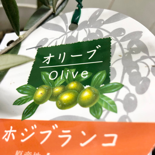 珍しい品種 オリーブの木 オヒブランカ(ホジブランコ) その他