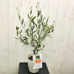 珍しい品種 オリーブの木 オヒブランカ(ホジブランコ) その他