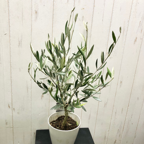 珍しい品種 オリーブの木 オヒブランカ(ホジブランコ) その他