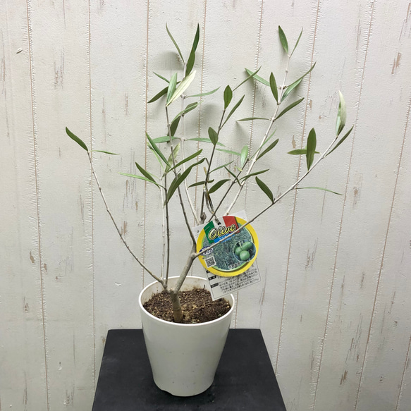 オリーブの木コラチナ8号約110cmK-134人気品種一点物