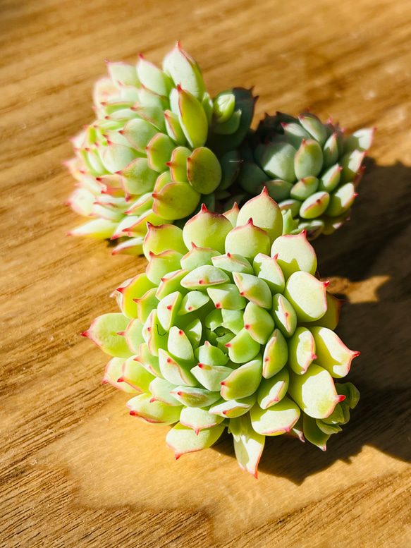 レア!!多肉植物 エケベリア 韓国苗　アロハ(送料込み) 1枚目の画像