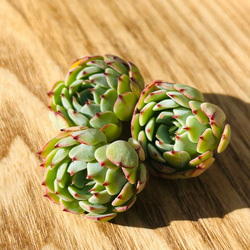 レア!!多肉植物 エケベリア マルーンヒル(送料込み) 多肉植物 kumori