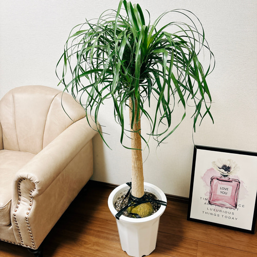 観葉植物　トックリラン　ポニーテール　マヤパーム　ノリナ　マヤツリー　１０号　低 観葉植物 トックリラン ポニーテール マヤパーム ノリナ