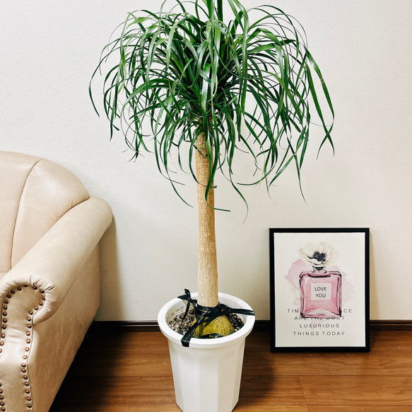 現品］トックリラン ポニーテール 10号 ノリナ 観葉植物 室内