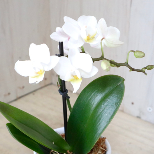蘭の花大好き　様限定　　　ミンク 蘭の花大好き 様限定 ミンク 蘭の花大好き 様限定 ミンク