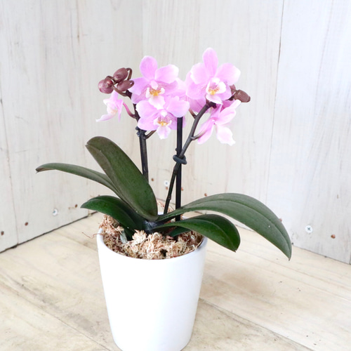 蘭の花大好き　様限定　　　ミンク 蘭の花大好き 様限定 ミンク 蘭の花大好き 様限定 ミンク