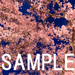 高遠城址公園のタカトオコヒガンザクラ　夜桜ライトアップ　インテリアアートポスター　105 4枚目の画像