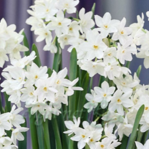 水仙【ペーパーホワイト 2球⠀】日本水仙に遅れて開花 花の後は