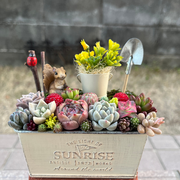 ★多肉植物　寄せ植え〜どんぐりちゃんの切り株寄せ　セットで〜★ ☆多肉植物 寄せ植え〜どんぐりちゃんの切り株寄せ セットで〜☆