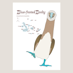 ガガラパゴスの青い足の鳥・ブルーフッテッド・ブービー 3枚目の画像