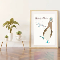 ガガラパゴスの青い足の鳥・ブルーフッテッド・ブービー 10枚目の画像