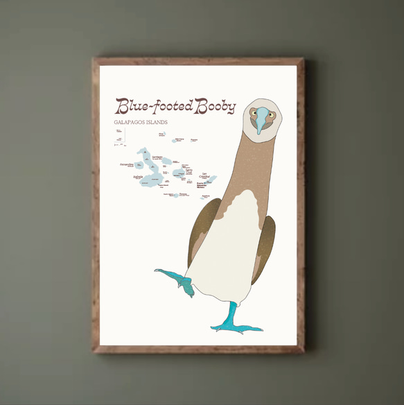 ガガラパゴスの青い足の鳥・ブルーフッテッド・ブービー 9枚目の画像