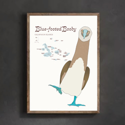 ガガラパゴスの青い足の鳥・ブルーフッテッド・ブービー 16枚目の画像