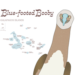 ガガラパゴスの青い足の鳥・ブルーフッテッド・ブービー 4枚目の画像