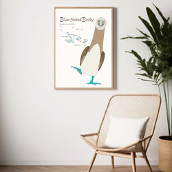 ガガラパゴスの青い足の鳥・ブルーフッテッド・ブービー 13枚目の画像