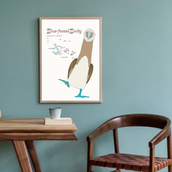 ガガラパゴスの青い足の鳥・ブルーフッテッド・ブービー 12枚目の画像