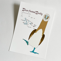 ガガラパゴスの青い足の鳥・ブルーフッテッド・ブービー 2枚目の画像