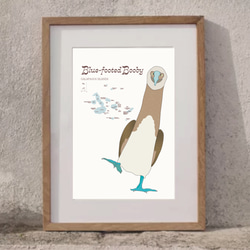 ガガラパゴスの青い足の鳥・ブルーフッテッド・ブービー 11枚目の画像