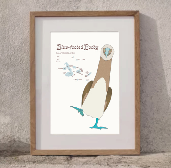 ガガラパゴスの青い足の鳥・ブルーフッテッド・ブービー 11枚目の画像