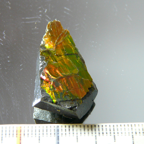 R263 【カナダ アルバート州産出】 天然アンモライト 原石