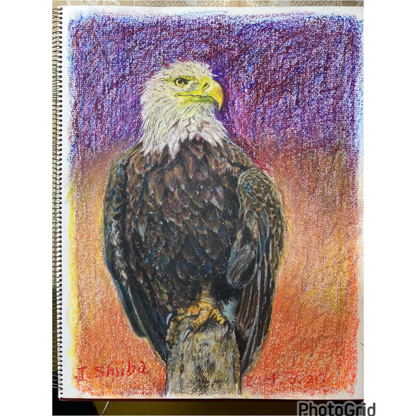 白頭鷲のパステル画　額縁付き　クレパス画　bald eagle 1枚目の画像