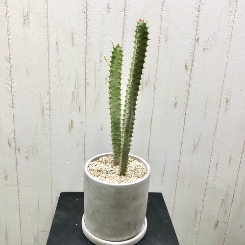 現品 ユーフォルビア トリゴナ 白斑 セメントポット 受皿付き その他