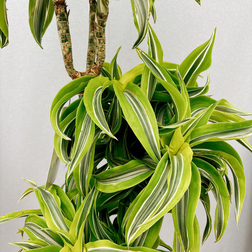 現品］【希少】2番 ドラセナ レモンサプライズ 8号 観葉植物