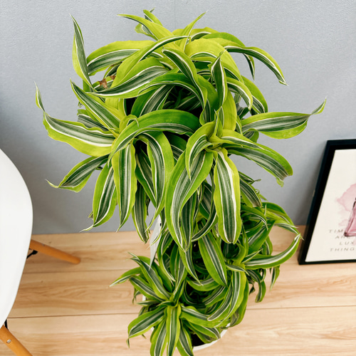 現品］【希少】15番ドラセナレモンサプライズ8号観葉植物レア室内