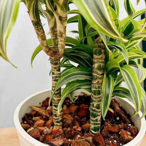 ●日本正規品● ドラセナ 現品］【希少】3番 レモンサプライズ 観葉植物 8号 その他観葉植物