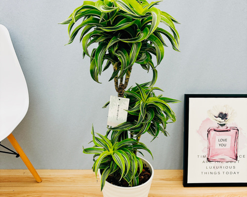 現品］【希少】15番ドラセナレモンサプライズ8号観葉植物レア室内