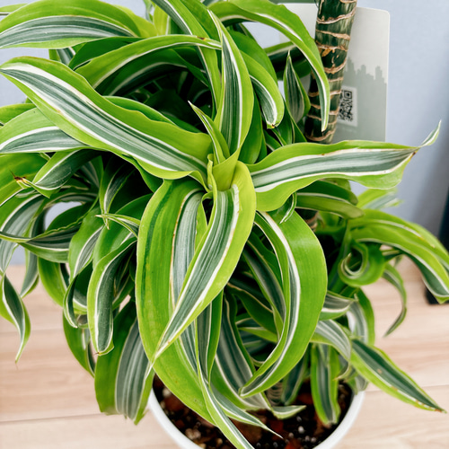 現品］【希少】3番 ドラセナ レモンサプライズ 8号 観葉植物 室内 黄