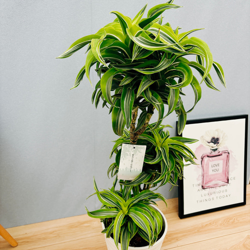 現品］【希少】3番 ドラセナ レモンサプライズ 8号 観葉植物