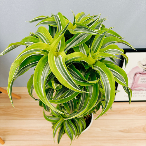 現品］【希少】3番 ドラセナ レモンサプライズ 8号 観葉植物 室内 黄