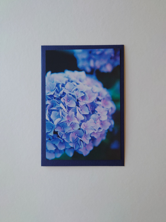 紫陽花③　グリーティングカード　ポストカード　写真　バースデー　誕生日　文字入れサービス有り 3枚目の画像