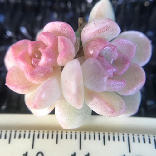 新作 在庫僅か 多肉植物 エケベリア 桜餅 抜き苗 多頭 1株 多肉植物 愛