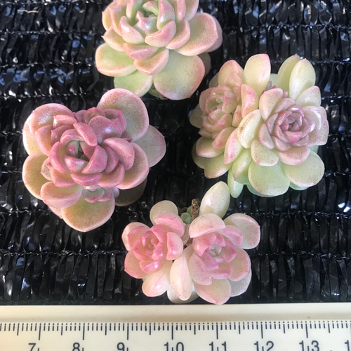 新作 在庫僅か 多肉植物 エケベリア 桜餅 抜き苗 多頭 1株 多肉植物 愛